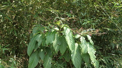 Clerodendrum cyrtophyllum