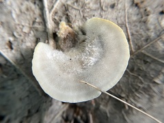 Trametes pubescens