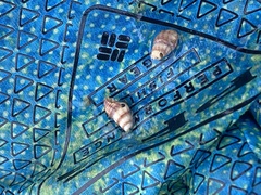 Ilyanassa trivittata