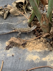 Sceloporus consobrinus