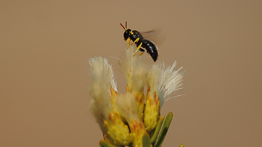 Colletidae