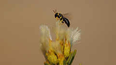 Hylaeus euxanthus