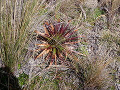 Puya clava-herculis