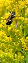 Vespula maculifrons