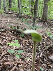 Cypripedium acaule