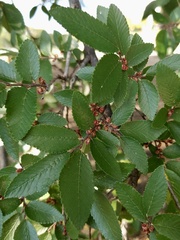 Ulmus crassifolia