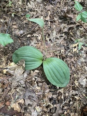 Cypripedium acaule