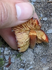 Hygrocybe cuspidata