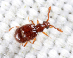 Pselaphinae