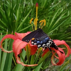 Lilium catesbaei