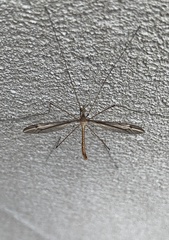 Tipula furca