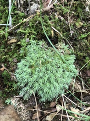 Leucobryum glaucum