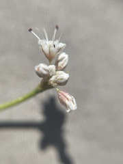 Eriogonum lonchophyllum