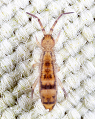 Orchesella celsa