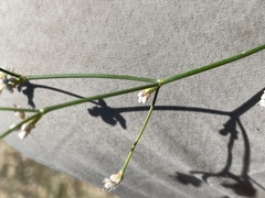 Eriogonum lonchophyllum