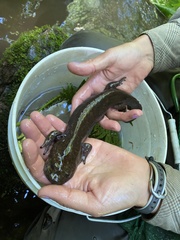 Dicamptodon tenebrosus