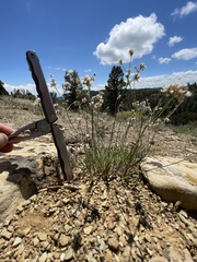 Eriogonum lonchophyllum