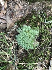 Leucobryum glaucum