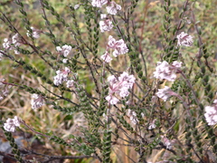 Valeriana microphylla