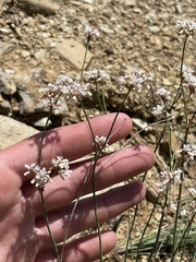 Eriogonum lonchophyllum