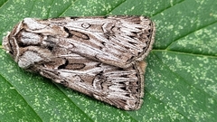Agrotis robustior