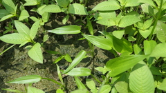 Pontederia vaginalis