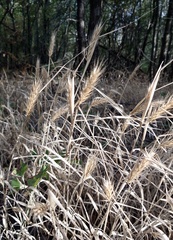 Elymus virginicus
