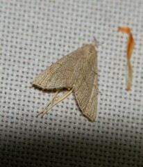 Zanclognatha pedipilalis