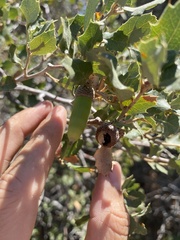 Quercus john-tuckeri