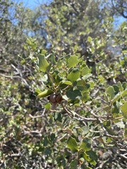 Quercus john-tuckeri