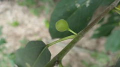 Ficus erecta