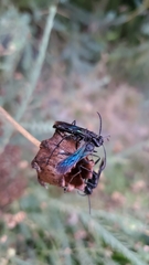 Sphecidae