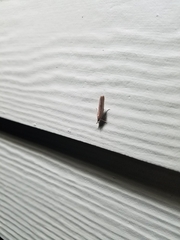 Lepidoptera