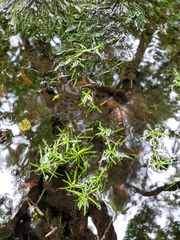 Callitriche