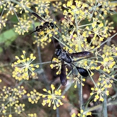 Isodontia