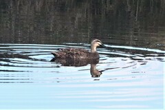 Anas superciliosa