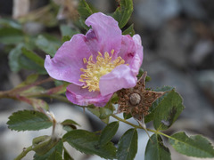 Rosa pisocarpa