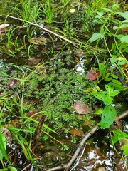 Callitriche