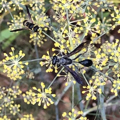 Isodontia