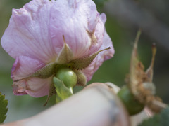 Rosa pisocarpa