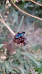 Sphecidae