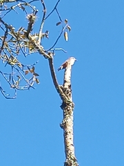 Pyrocephalus rubinus