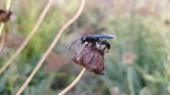Sphecidae