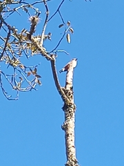 Pyrocephalus rubinus