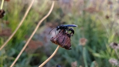 Sphecidae
