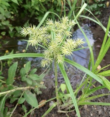 Cyperus odoratus