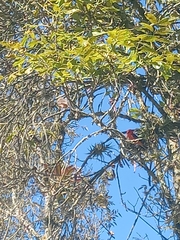 Pyrocephalus rubinus