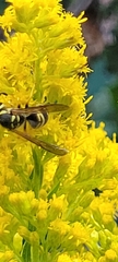 Vespula maculifrons