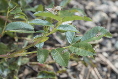 Rosa pisocarpa