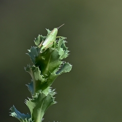 Grindelia ciliata